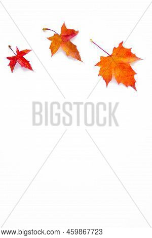 Vertical Background Of Yellow Maple Leaves With Space For Text On A White Background. Autumn Leaf Ba