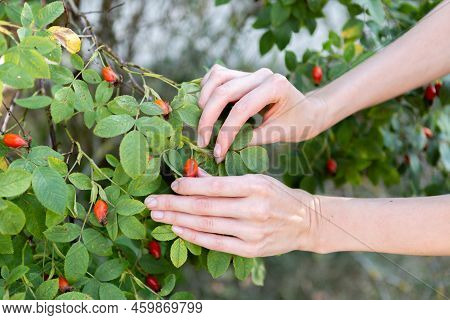Two Hands Hold Rose Hips By The Bush