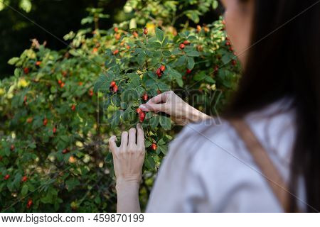 A Woman Collects Rosehip Berries From A Green Bush