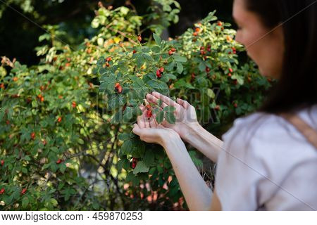 A Woman Collects Rosehip Berries From A Green Bush