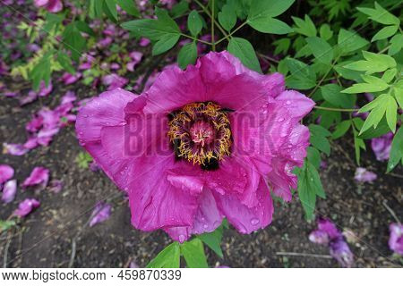 Drops Of Water On Magenta Colored Flower Of Tree Peony In May