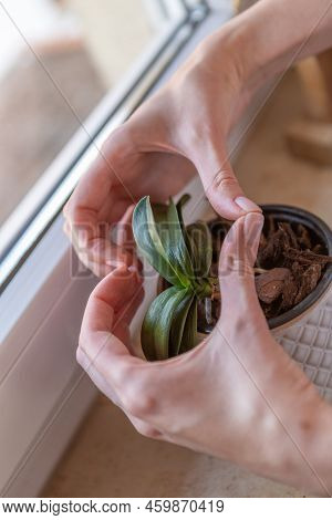 Hands Showing Heart Above An Orchid Plant