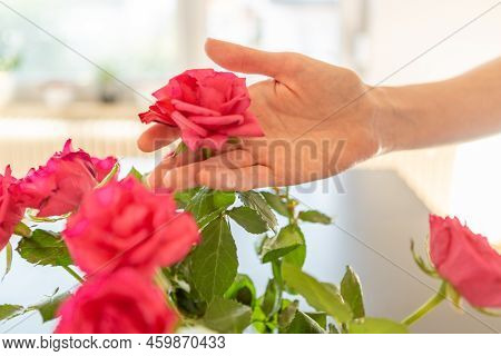 Woman Hand Pulling A Rose From The Vase