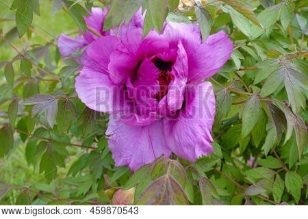 Half Open Pink Flower Of Tree Peony In May