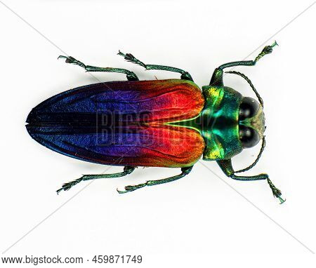 Beetle Isolated On White, Red Blue Green Metallic Jewel Beetle Belionota Tricolor Macro, Collection 