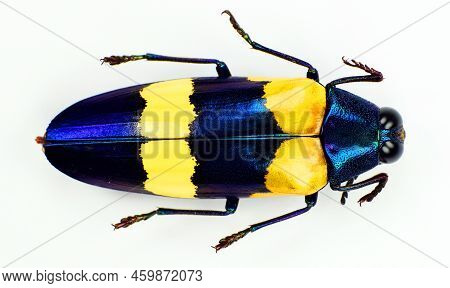 Beetle Isolated On White. Yellow Blue Metallic Jewel Beetle Chrysochroa Mniszechi Close Up. Bupresti