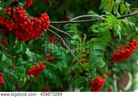 Bunches Of Ripe Red Mountain Ash Berries On Branches With Green Leaves, Rowan Trees In Summer Autumn
