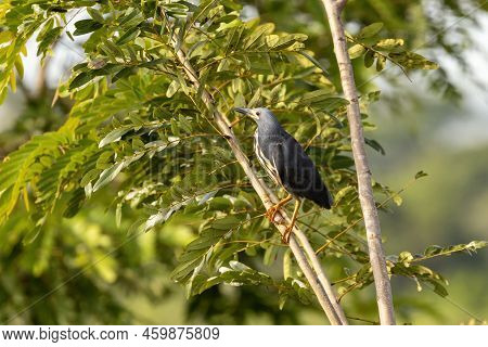 Adult Dwarf Bittern, Ixobrychus Sturmii, Perched In A Tree In Queen Elizabeth National Park, Uganda.