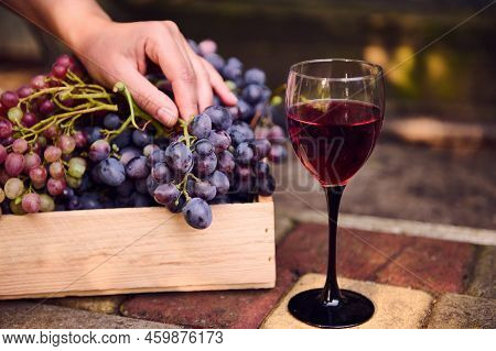Still Life. Glass Of Red Dry Homemade Wine Against The Background Of The Winegrowers Hand On The Har