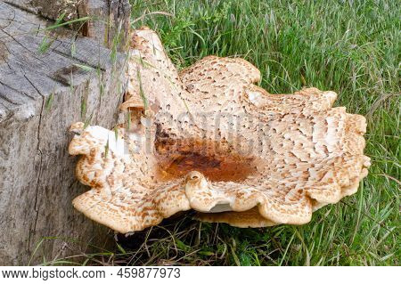 Close-up Of Scaly Tinder Fungus, Cerioporus Squamosus, On Stump. Beautiful Brown Mushroom With Crack