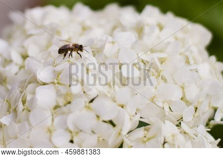 Blooming Cultivar Panicled Hydrangea Paniculata In The Summer Day Garden. Honey Bee Collecting Polle