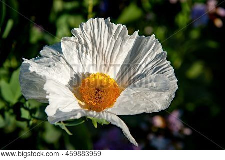 Pua Kala (literally Rough Flower) Is A Member Of The Poppy Family (papaveraceae), Pua Kala Blossom I