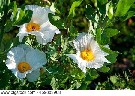 Pua Kala (literally Rough Flower) Is A Member Of The Poppy Family (papaveraceae) Pua Kala Blossom In