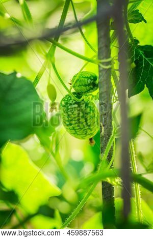 Cucamelon (melothria Scabra) - Edible Mexican Miniature Watermelon Or Cucumber In Garden