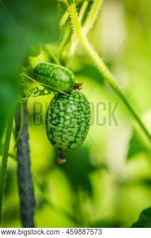 Cucamelon (melothria Scabra) - Edible Mexican Miniature Watermelon Or Cucumber In Garden