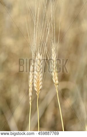 Einkorn Wheat In The Field In Summer
