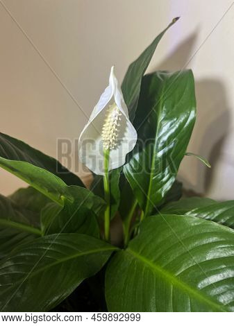 Blooming House Flower Spathiphyllum Wallisii Close Up.