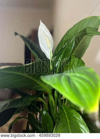 Blooming House Flower Spathiphyllum Wallisii Close Up.