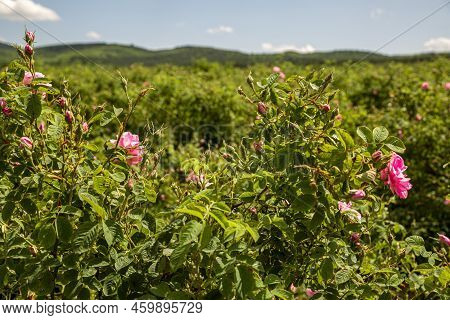 Rosa Damascena Fields Damask Rose, Rose Of Castile Rose Hybrid, Derived From Rosa Gallica And Rosa M