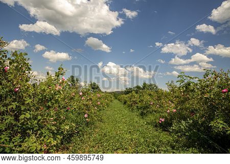 Rosa Damascena Fields Damask Rose, Rose Of Castile Rose Hybrid, Derived From Rosa Gallica And Rosa M