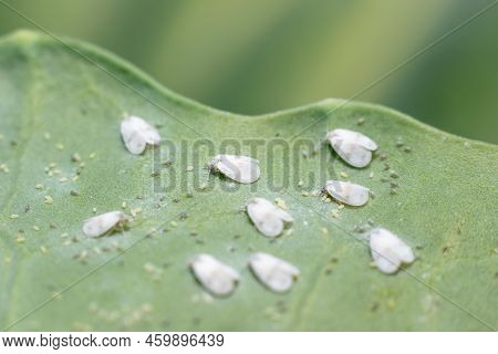 Whitefly Aleyrodes Proletella Agricultural Pest On Cabbage Leaf.