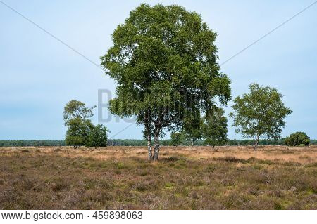 Dry Heather With Trees In The Background On A Hot Summer Day In The Veluwe National Park, The Nether