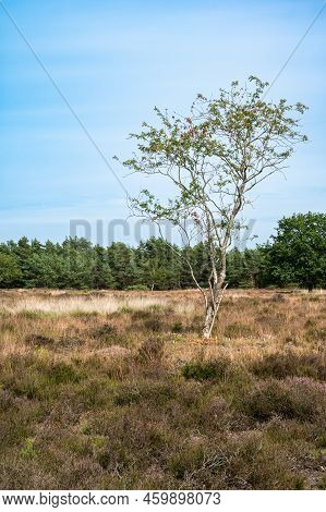 Dry Heather With Trees In The Background On A Hot Summer Day In The Veluwe National Park, The Nether