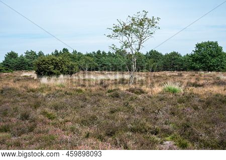 Dry Heather With Trees In The Background On A Hot Summer Day In The Veluwe National Park, The Nether