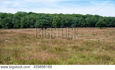Heather And Woods Of The Veluwe Nature Reserve During Hot Dry Summer , The Netherlands