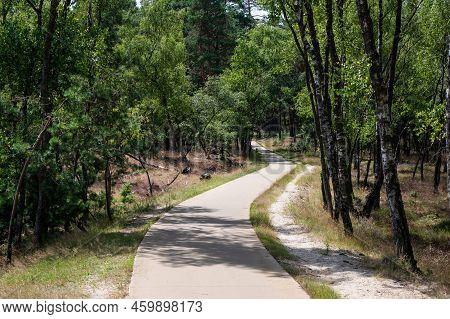 Heather And Woods Of The Veluwe Nature Reserve During Hot Dry Summer , The Netherlands