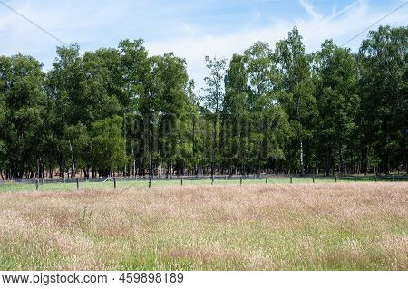 Heather And Woods Of The Veluwe Nature Reserve During Hot Dry Summer , The Netherlands