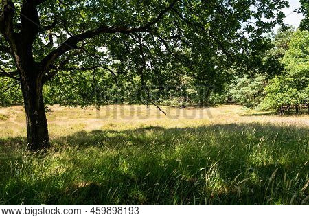 Heather And Woods Of The Veluwe Nature Reserve During Hot Dry Summer , The Netherlands