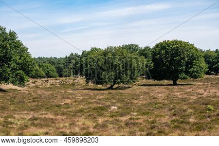 Heather And Woods Of The Veluwe Nature Reserve During Hot Dry Summer , The Netherlands