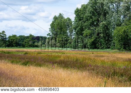 Colorful Heather Landscape Around Ulvenhout, The Netherlands