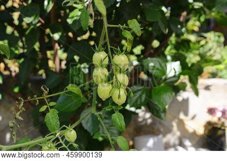 Small Green Tomatoes Ripen In The Farm. Tomato Trees Are Fruiting In The Garden. Young Tomatoes Are 