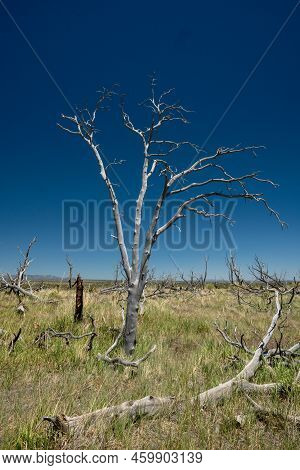 Burned Remails Of Tree Reach Into Blue Sky Along The Weatherill Mesa