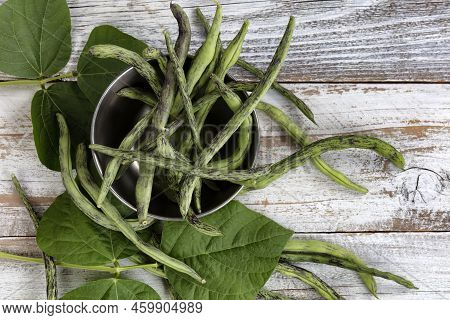 Filled Frame Of Green Rattlesnake Pole Beans Flow Out Of Stainless Steel Bowl On White Rustic Wood
