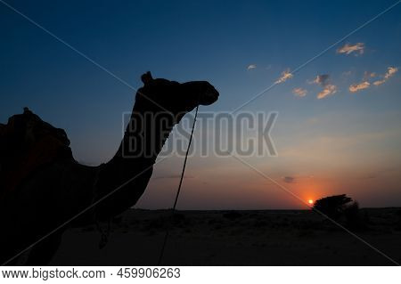 Silhouette Of A Camel, Camelus Dromedarius, At Sand Dunes Of Thar Desert, Rajasthan, India. Camel Ri