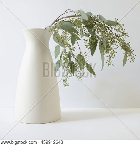 Green Eucalyptus Branches With Leaves And Blossoms In The Tall White Vase With White Background. Squ