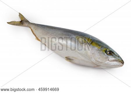 Chilled Raw Carcass Of The Yellowtail Of The Species Japanese Amberjack On A White Background