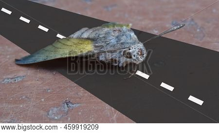 Moth On The Runway As A Parable Of Ukrainian War Attacking. Photo Combined With Simple Illustartion