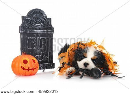 Puppy Cavalier King Charles In Front Of White Background