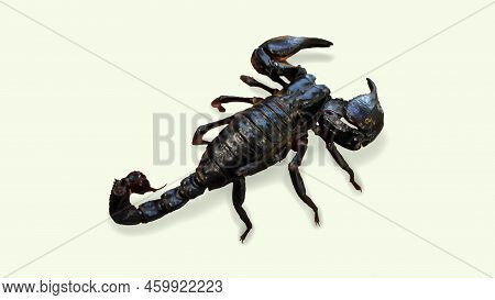 A Close-up Of A Harmless Thailand Scorpion.