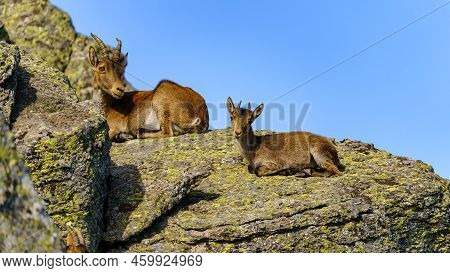 Little Hispanic Goat Resting On A Rock Next To Her Mother In The Mountains Of Madrid, Spain.