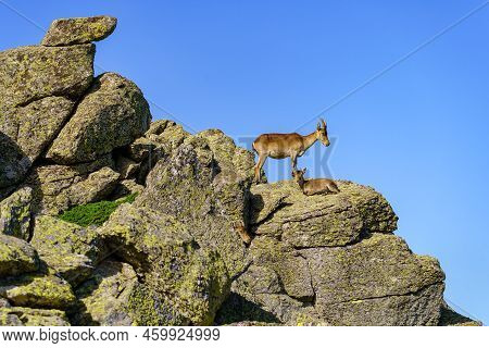 Hispanic Mountain Goats On Large Rocks Stacked In The High Mountain Of The Sierra De Guadarrama, Mad