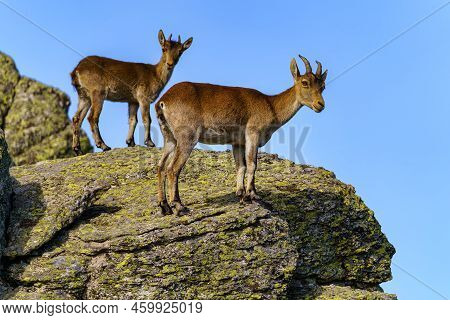 Pair Of Hispanic Goats Climbed On A Large Rock And Looking At The Camera In The Sierra De Guadarrama