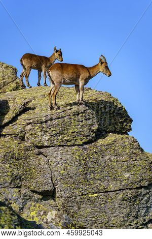 Mountain Goats Climbed To The High Rocks Of A Mountain On A Clear Blue Sky, Guadarrama Spain.