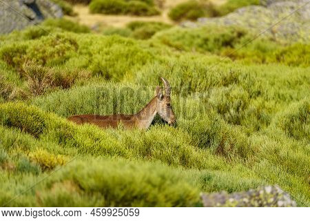 Hispanic Goat Grazing In A Green Meadow Full Of Plants In The High Mountain Of Guadarrama, Spain.