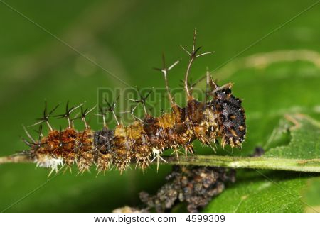 Ruma Caterpillar makro