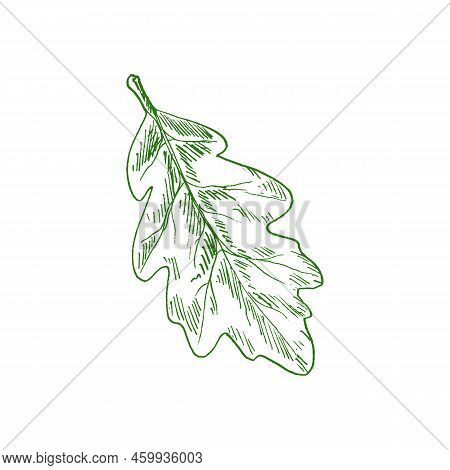 Oak Tree Leaf Isolated Sketch Of Acorn Leafage. Vector Green Leafage, Element Of Tree